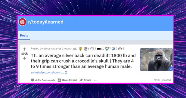 Our Writers Need a Day Off So Here’s a List of Some Reddit Comments