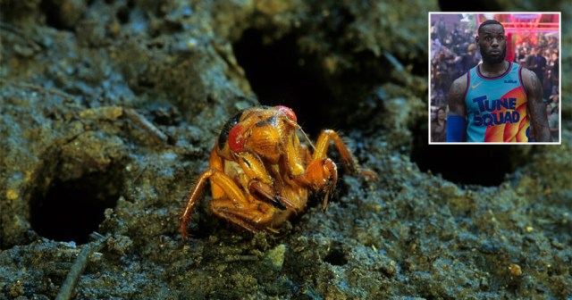 Cicada Emerges After 17 Years to See ‘Space Jam 2’