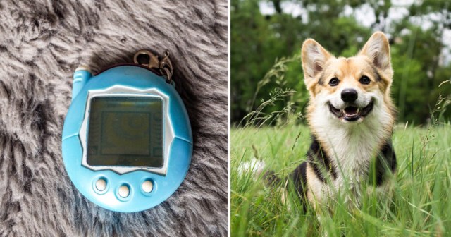 Nostalgic: This Dog Named Tamagotchi Also Died in Two Weeks