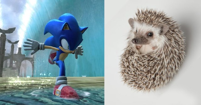 SEGA Confirms Real Hedgehog Couldn’t Actually Run That Fast