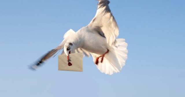 Wizard Community College Delivers Acceptance Letters by Seagull