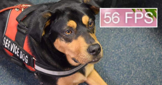 Gamer’s Service Dog Barks When His Frame Rate Starts to Dip