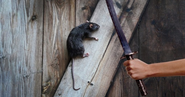 Rat Actually Very Hard to Kill With a Sword