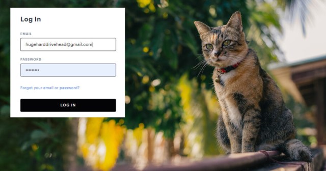 Dead Cat Proud to Live on as Family’s Hulu Password