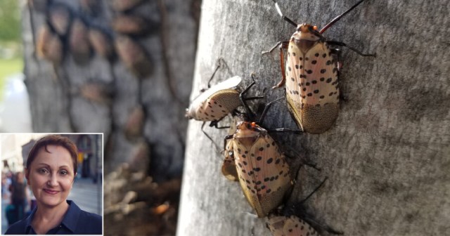 Fighting Back: The First Spotted Lanternfly Has Killed a Human