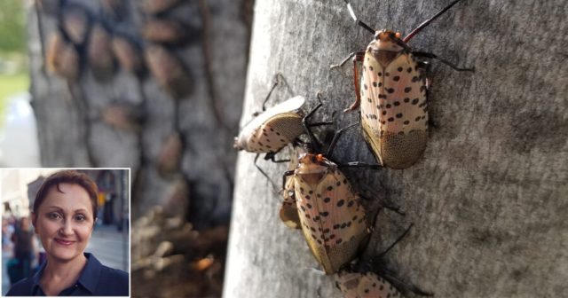 Fighting Back: The First Spotted Lanternfly Has Killed a Human