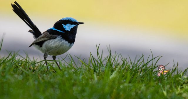 Early Bird Obliterated by Well Thrown Banana Bomb