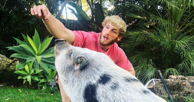 Logan Paul Unsure How to Pose in Photo With Alive Thing