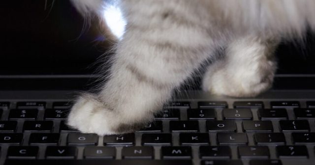 Cat Walking Across Your Keyboard During Game Just Trying to Keep You From Throwing