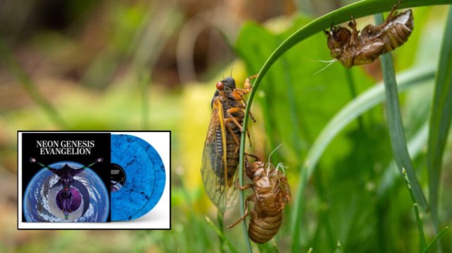 REPORT: Cicadas Tired Of Going Uncredited In Anime Soundtracks