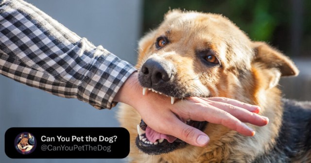 You Cannot Pet the Dog ‘Commander’ at the White House