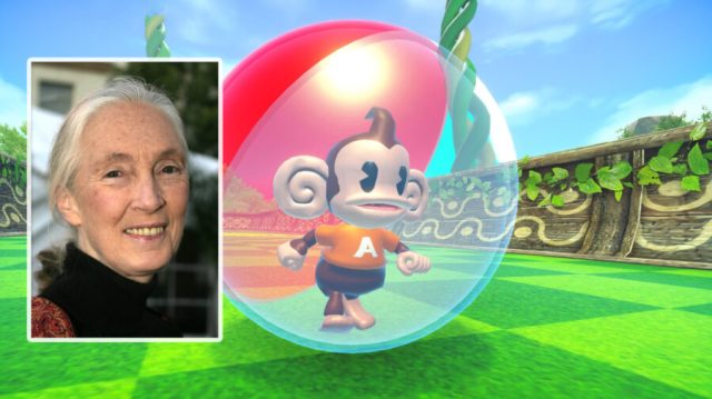 Jane Goodall Releases Findings From ‘Super Monkey Ball’ Study
