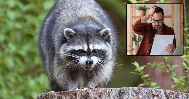 I Owe Money to an Actual Raccoon and It’s Much Less Whimsical Than Animal Crossing Would Have You Believe