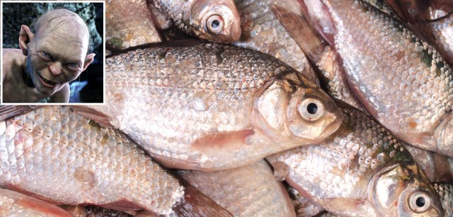 Gollum Claims Raw Fish Diet Responsible for His Incredible Longevity