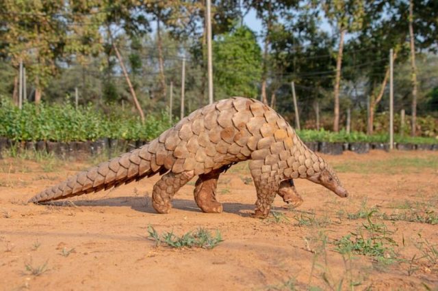 We’re Tired of Writing About Video Games, So Here’s an Article About Pangolins