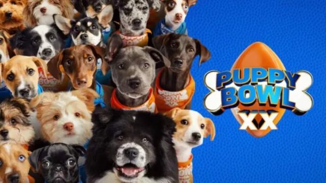 Every Puppy Bowl Athlete Ranked by How Much I Love Them