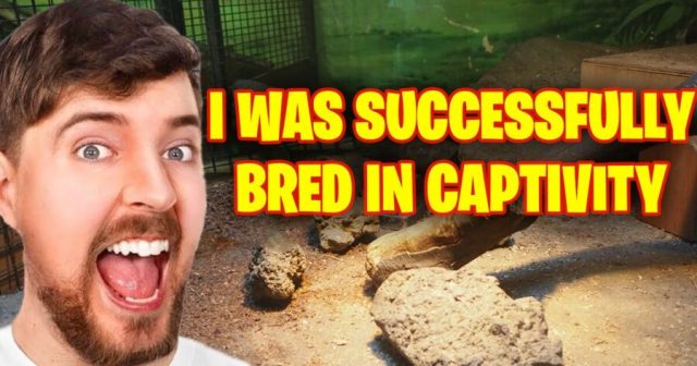 MrBeast Successfully Mates With MrsBeast After Months of Work by Zookeepers