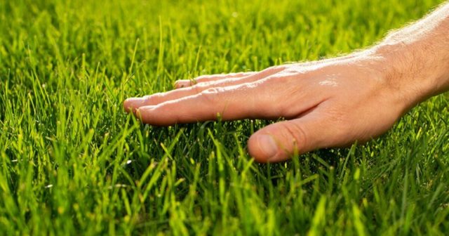 Top 10 Grasses to Go Touch