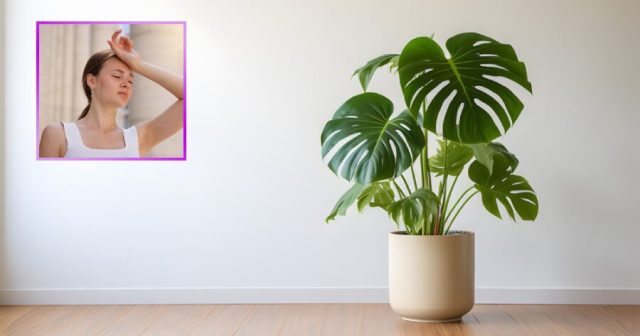 Houseplant Way More Hydrated Than Person Watering It
