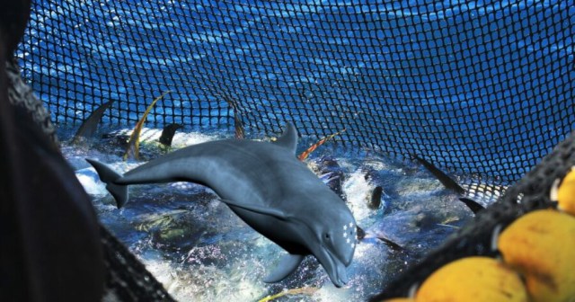 Ecco the Dolphin Caught in Tuna Net